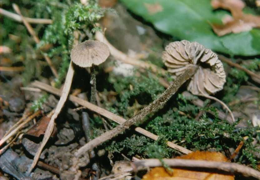 Entoloma foetidum           Hesler